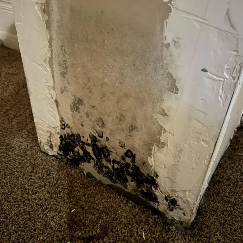 Professional Mold Removal in Homerville, GA